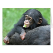 Chimpanzee 005 (Front Horizontal)