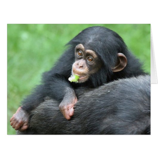 Chimpanzee 005 cards (Front Horizontal)