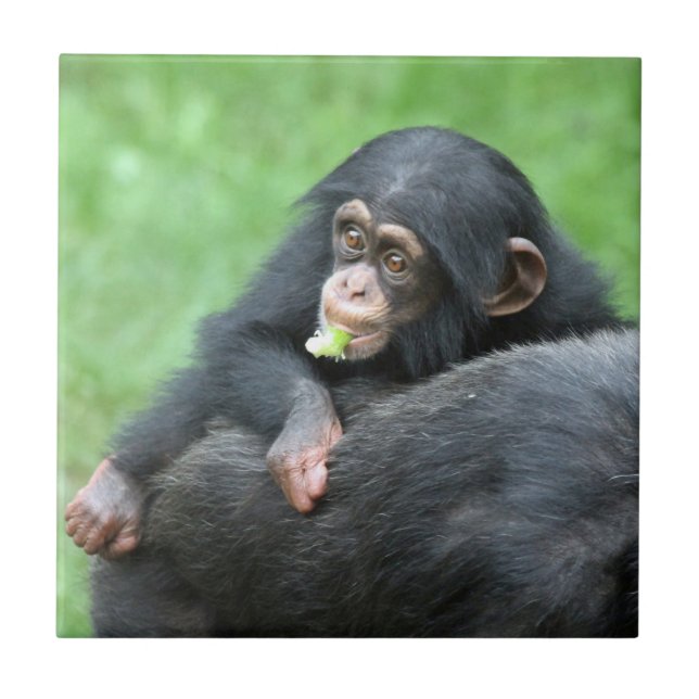 Chimpanzee 005 ceramic tile (Front)