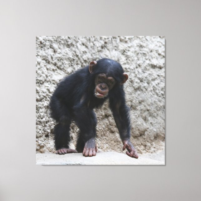 Chimpanzee 031 canvas print (Front)
