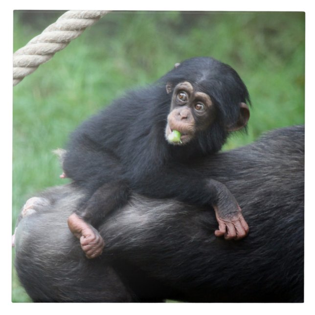 Chimpanzee 032 ceramic tile (Front)