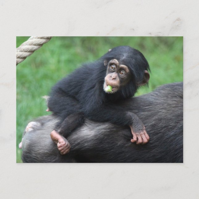 Chimpanzee 032 postcard (Front)