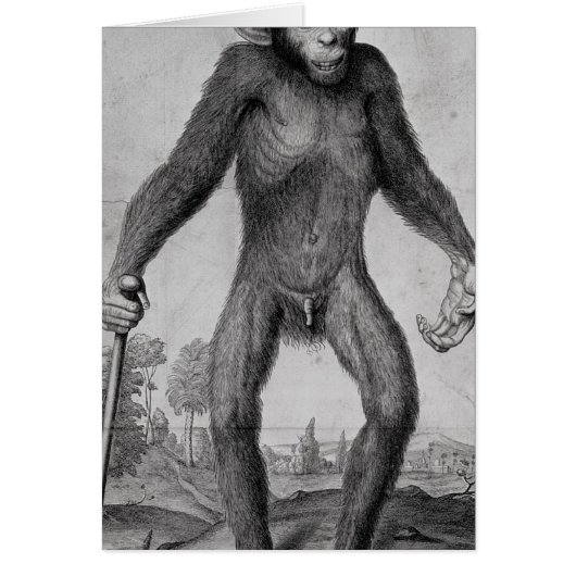 Chimpanzee, 1699 cards (Front)