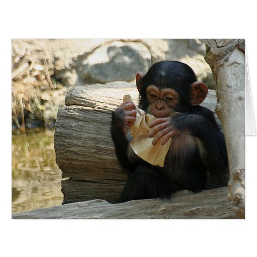 Chimpanzee_2015_0101 Cards (Front Horizontal)