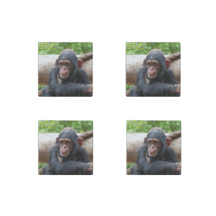 Chimpanzee_2015_0504 Stone Magnet
