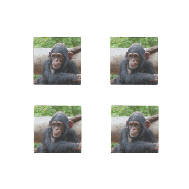 Chimpanzee_2015_0504 Stone Magnet (Front)