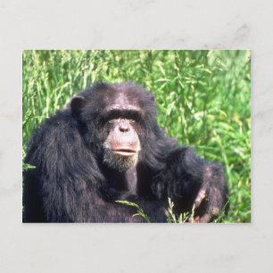 Chimpanzee adult sitting in sunny grass postcard
