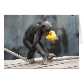 Chimpanzee and Rubbery Ducky Cards