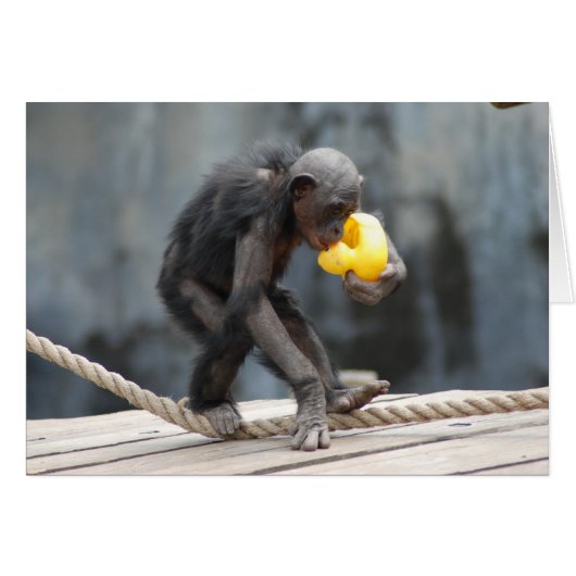 Chimpanzee and Rubbery Ducky Cards (Front Horizontal)