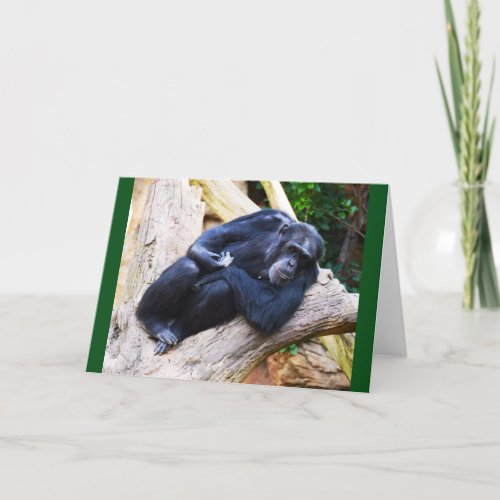 Chimpanzee at rest holiday card