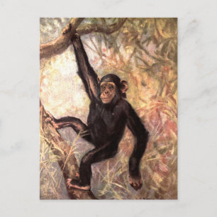 Chimpanzee by CE Swan, Vintage Wild Jungle Animals Postcard
