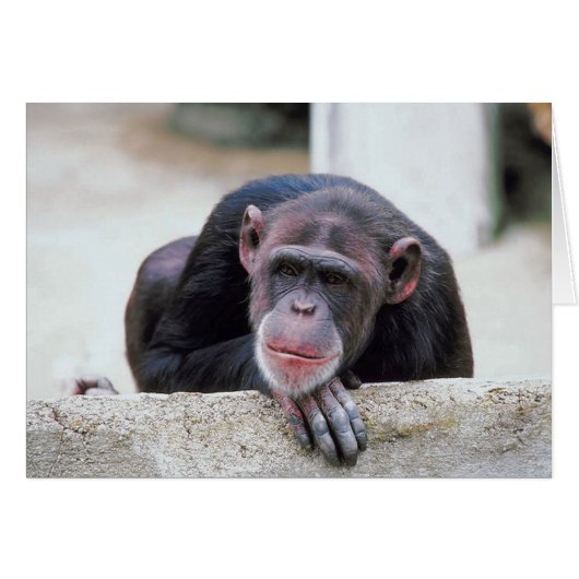 Chimpanzee Cards (Front Horizontal)