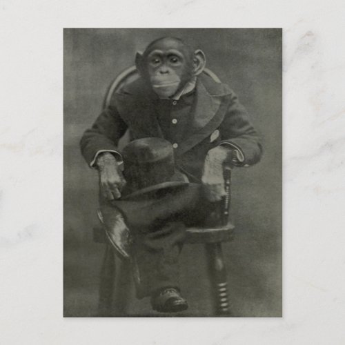Chimpanzee Dandy Postcard