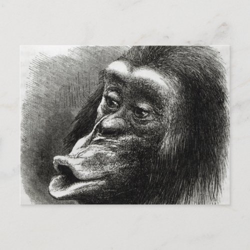 Chimpanzee Disappointed and Sulky Postcard