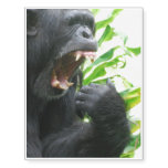 Chimpanzee Fangs Temporary Tattoos