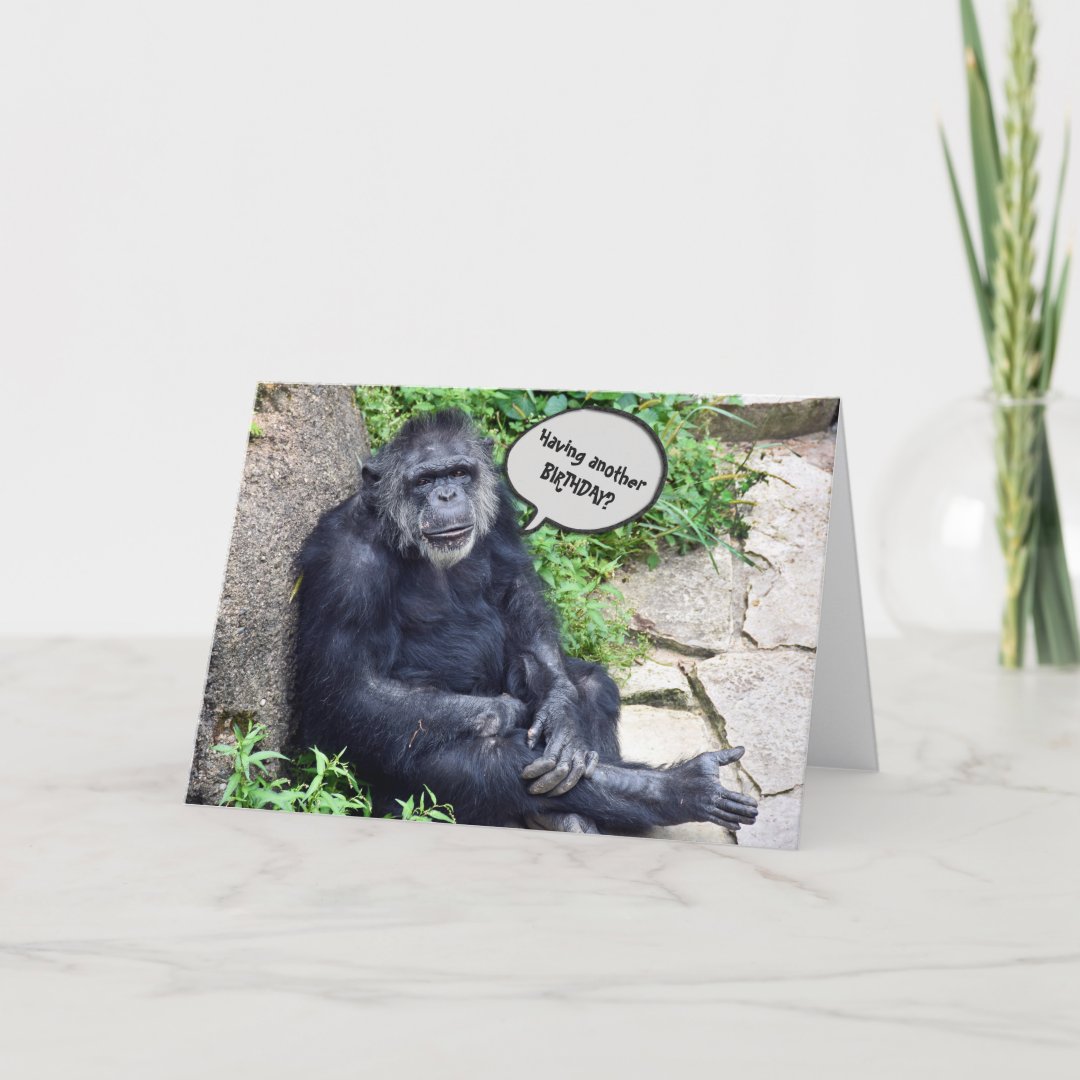 Chimpanzee Humorous Birthday Card | Zazzle