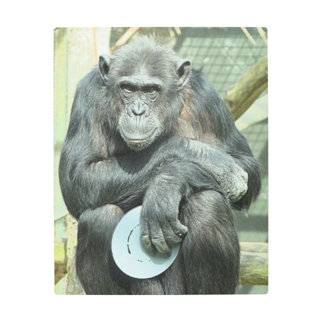CHIMPANZEE METAL PRINT (Front)