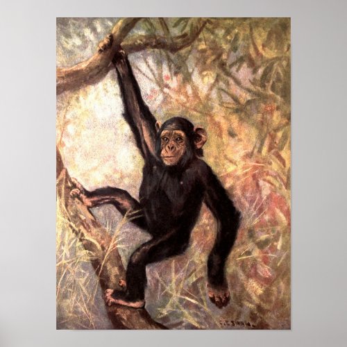 Chimpanzee Monkey by CE Swan Vintage Wild Animals Poster