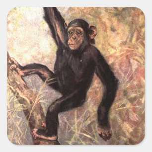 Chimpanzee Monkey by CE Swan, Vintage Wild Animals Square Sticker