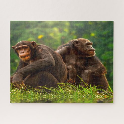Chimpanzee Monkey Jigsaw Puzzle