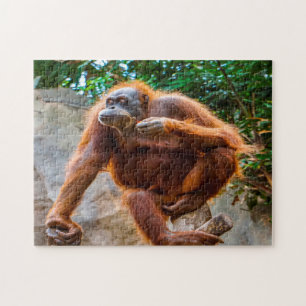 Chimpanzee Monkey. Jigsaw Puzzle