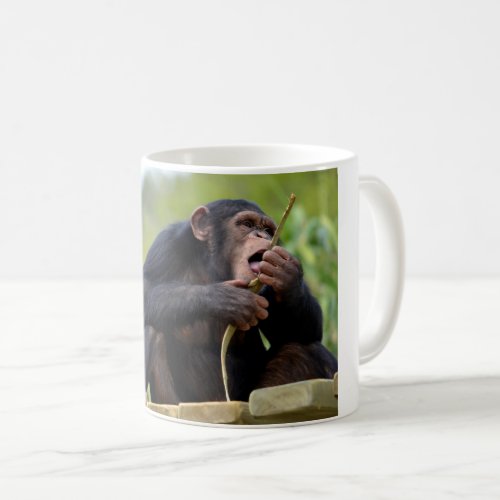 Chimpanzee on plank and eating a bark tree postcar coffee mug