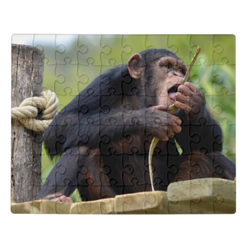 Chimpanzee on plank and eating a bark tree postcar jigsaw puzzle