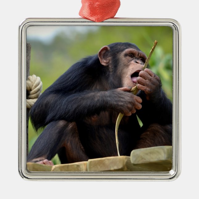 Chimpanzee on plank and eating a bark tree postcar metal ornament (Front)