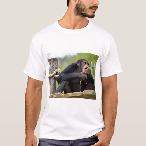 Chimpanzee on plank and eating a bark tree postcar T_Shirt