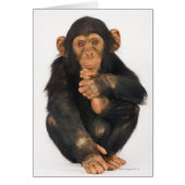 Chimpanzee (Pan troglodytes) (Front)