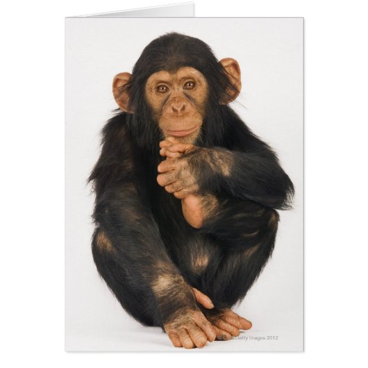 Chimpanzee (Pan troglodytes) Cards (Front)