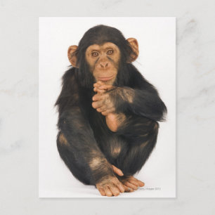 Chimpanzee (Pan troglodytes) Postcard