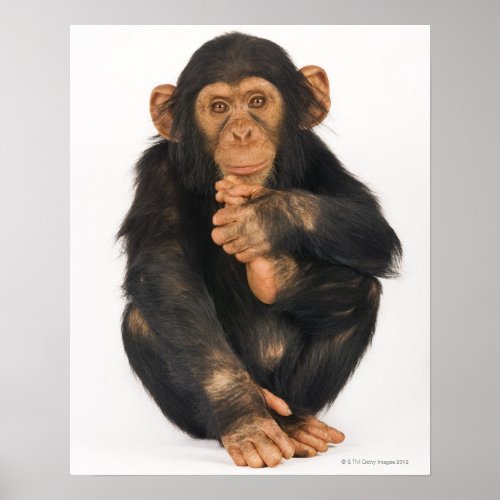 Chimpanzee Pan troglodytes Poster