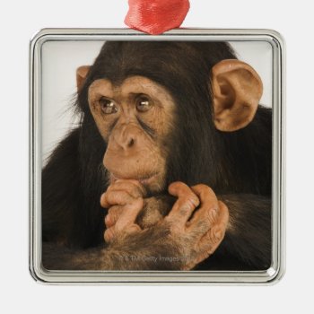 Chimpanzee (pan Troglodytes). Young Playfull 2 Metal Ornament by prophoto at Zazzle