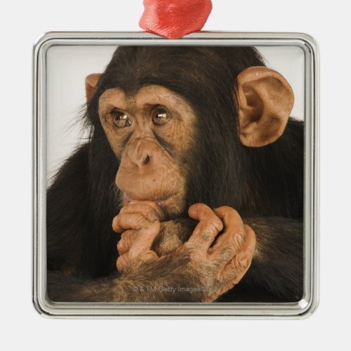 Chimpanzee Pan troglodytes Young playfull 2 Metal Ornament
