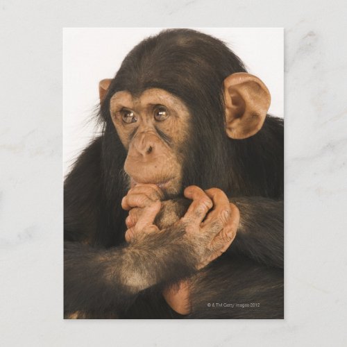 Chimpanzee Pan troglodytes Young playfull 2 Postcard