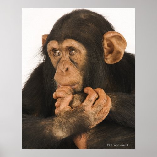 Chimpanzee Pan troglodytes Young playfull 2 Poster