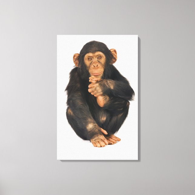 Chimpanzee (Pan troglodytes). Young playfull Canvas Print (Front)