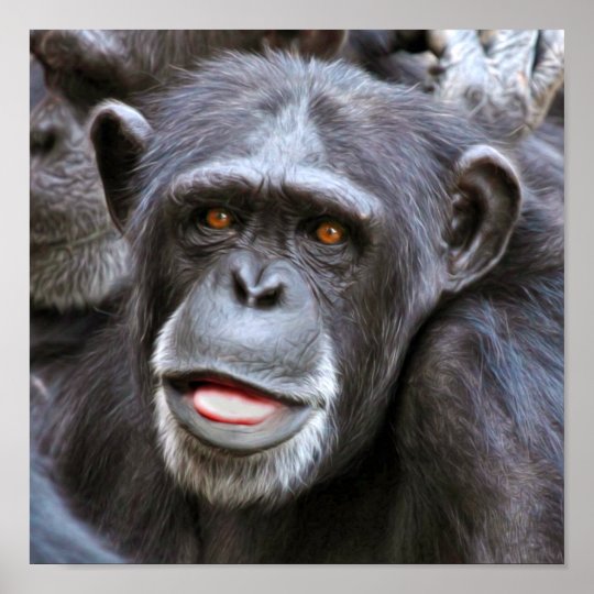 Chimpanzee Photo Poster | Zazzle.com