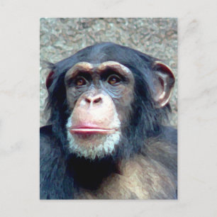 Chimpanzee Postcard