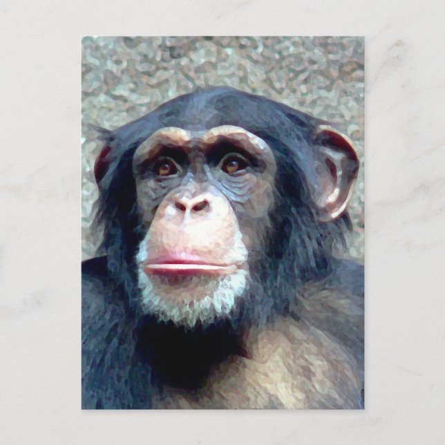 Chimpanzee Postcard (Front)