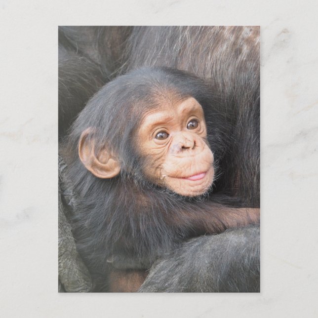Chimpanzee Postcard (Front)