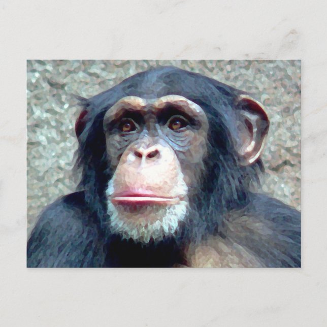 Chimpanzee Postcard (Front)