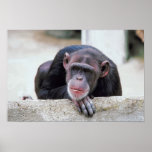 Chimpanzee Poster at Zazzle