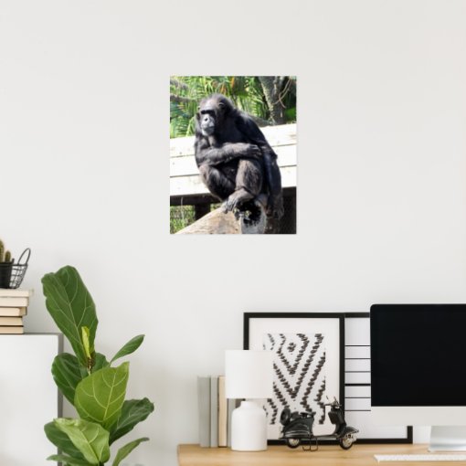 Chimpanzee Poster | Zazzle