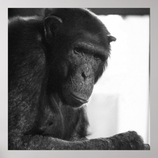 chimpanzee poster - the thinker | Zazzle