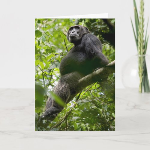 Chimpanzee Relaxing on Tree Card