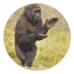 Chimpanzee Sticker