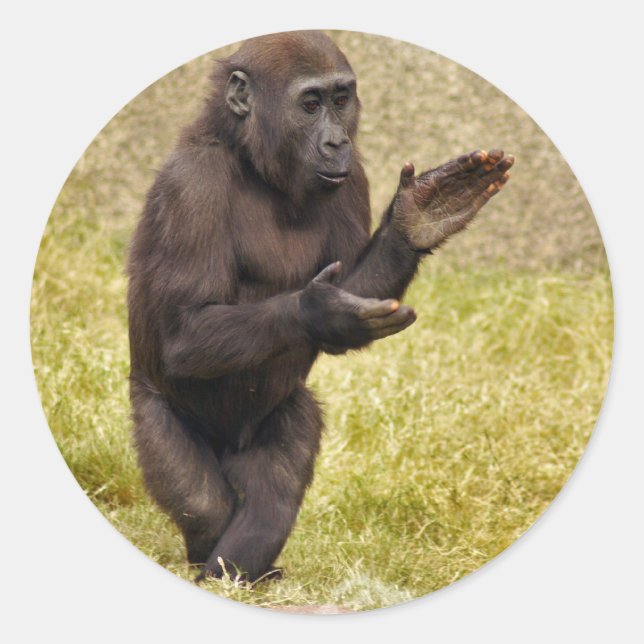 Chimpanzee Sticker (Front)