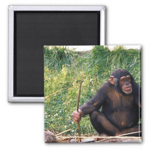 Chimpanzee using stick as a tool to obtain magnet